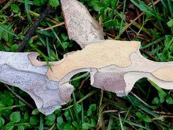 High angle view of dry leaves on field