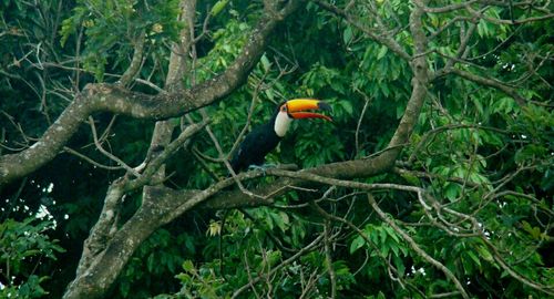 Bird perching on a tree