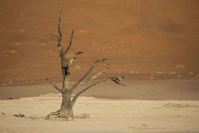 Bare tree on sand dune in desert