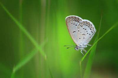 Close-up of moth on grass