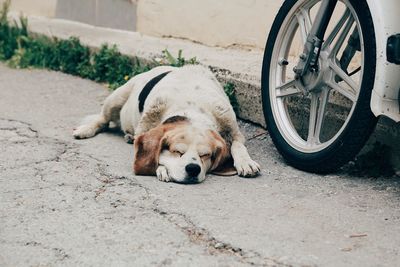 High angle view of a dog sleeping on street