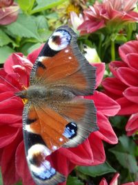 Close-up of butterfly perching on flower