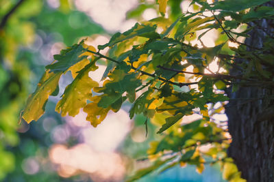 Low angle view of leaves on tree