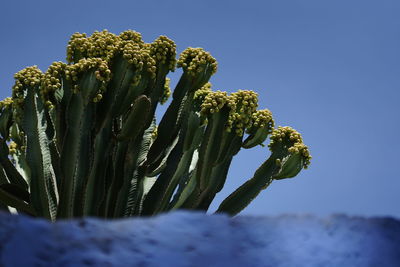 Close-up of cactus plant against blue sky