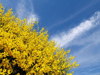 Low angle view of yellow flower tree against sky