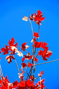 Low angle view of maple tree against blue sky