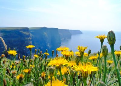 Close-up of yellow flowering plants on field against sky