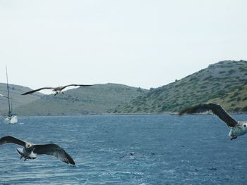 View of birds in sea