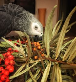 Close-up of bird in cage