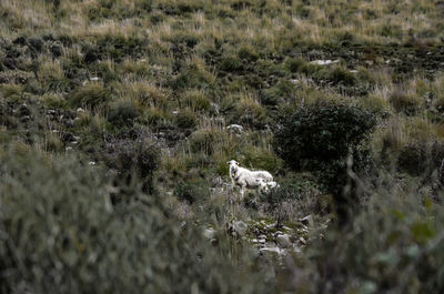 View of a sheep on field