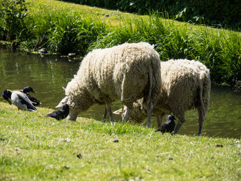 Sheep grazing in a grass