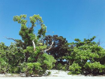 Low angle view of trees against blue sky