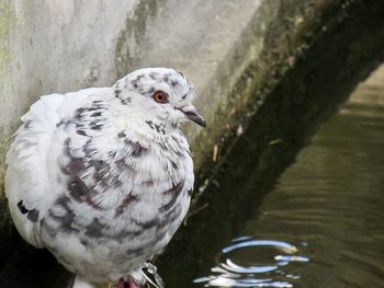 Close-up of owl perching