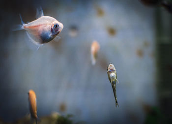 Close-up of fish swimming in aquarium