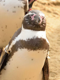 Close-up portrait of a penguin