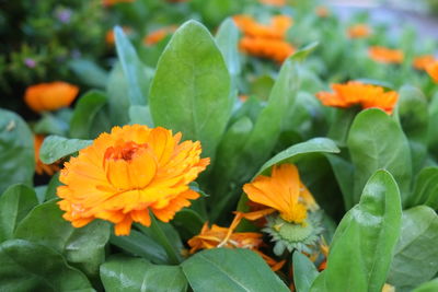 Close-up of orange marigold blooming outdoors