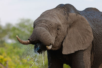 The african bush elephant