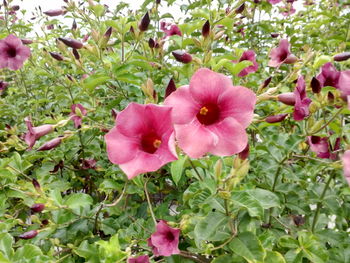 Close-up of pink flowers blooming outdoors