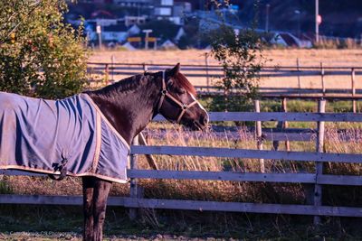 View of an animal on field against cloudy sky horse