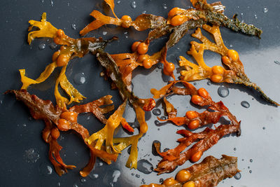 Brown seaweed algae on grey background. top view.