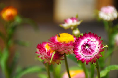 Close-up of pink flowering plant