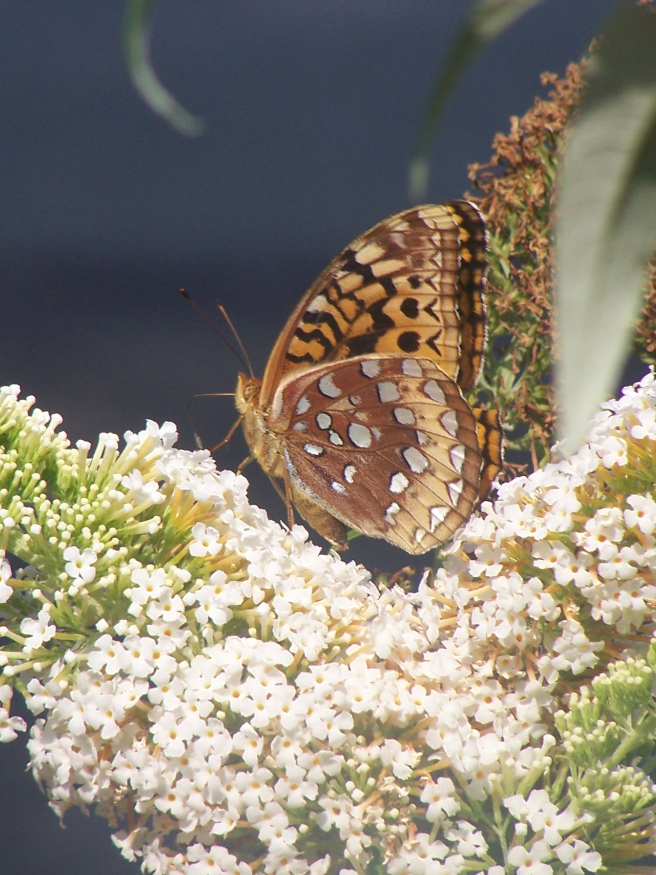 Butterfly on flower