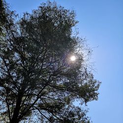 Low angle view of tree against bright sun