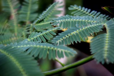 Close-up of fern leaves