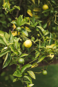 Close-up of fruits growing on tree