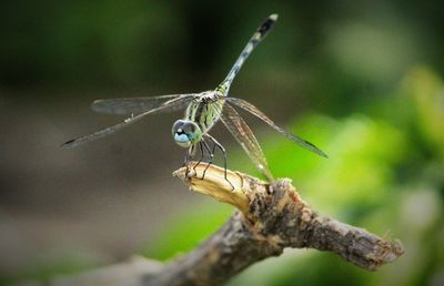 Close-up of dragonfly