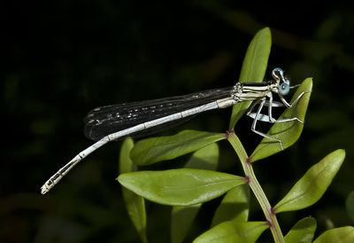 Close-up of damselfly on leaf