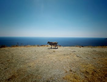 View of a horse on the beach