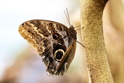 Close-up of butterfly perching