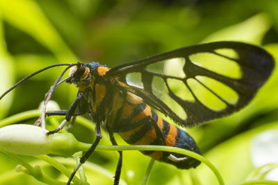 Close-up of butterfly pollinating flower