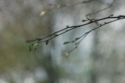 Close-up of dew on plant