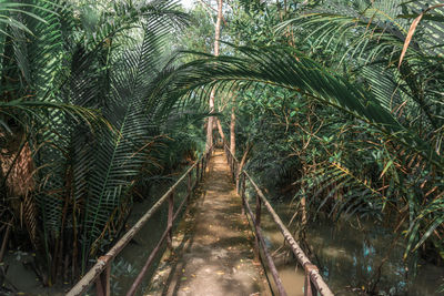 Palm trees in forest