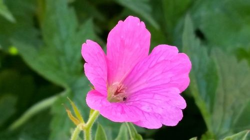 Close-up of insect on pink flower blooming outdoors