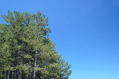 Green conifer trees and blue sky as a background