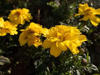 flowering plant