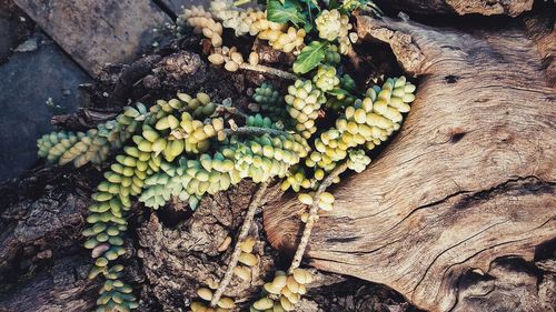 High angle view of plants growing on tree trunk