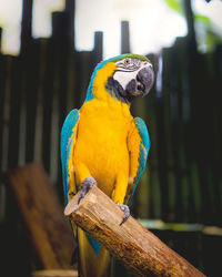 Close-up of parrot perching on wooden post