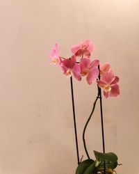 Close-up of pink flowers blooming outdoors