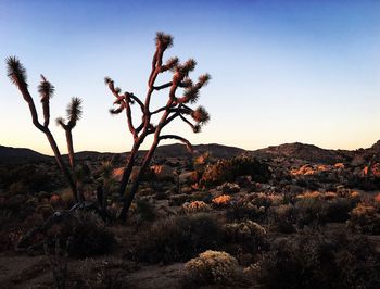 Tree and plants growing on field at desert