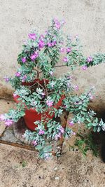 High angle view of pink flowering plant on field