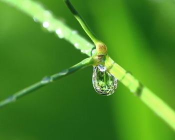 Close-up of water drops on leaf