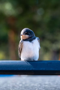 Close-up of bird perching on railing
