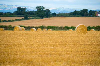 Hay bales in the field