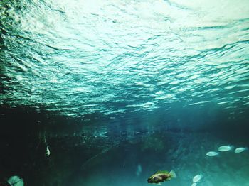 Close-up of jellyfish swimming in sea