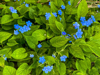 Close-up of blue flowering plant