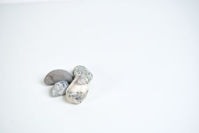 High angle view of seashells against white background